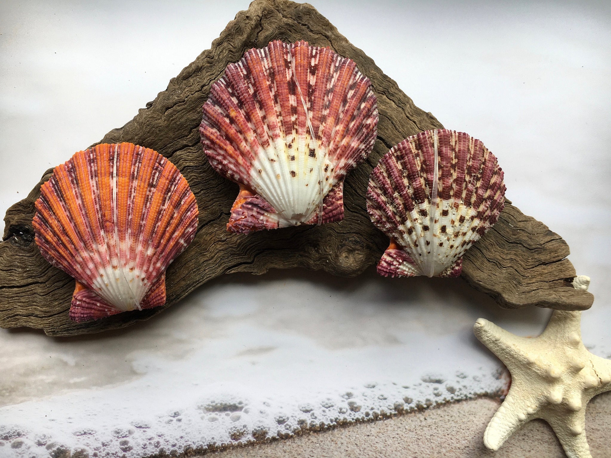 Small Scallop Shells-shell Bulk-seashell Supplies-scallop Shells for Crafts-flat  Scallop Shells-pectin Shells-wedding Decor-flat Scallops 