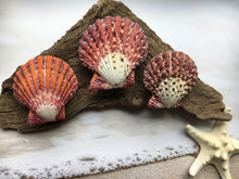 Load image into Gallery viewer, Pallium Pectin Pairs - Seashell - Natural Seashell - Paired Seashells - Beach - Colorful Scallop Pectin Seashell Pairs - FREE SHIPPING!

