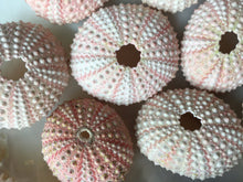 Load image into Gallery viewer, Pink Sea Urchins 1&quot;-2&quot; - Beach Wedding Favors - Decor - Sea Urchin - Natural Sea Shell - Wedding Decor - Pink Sea Urchin
