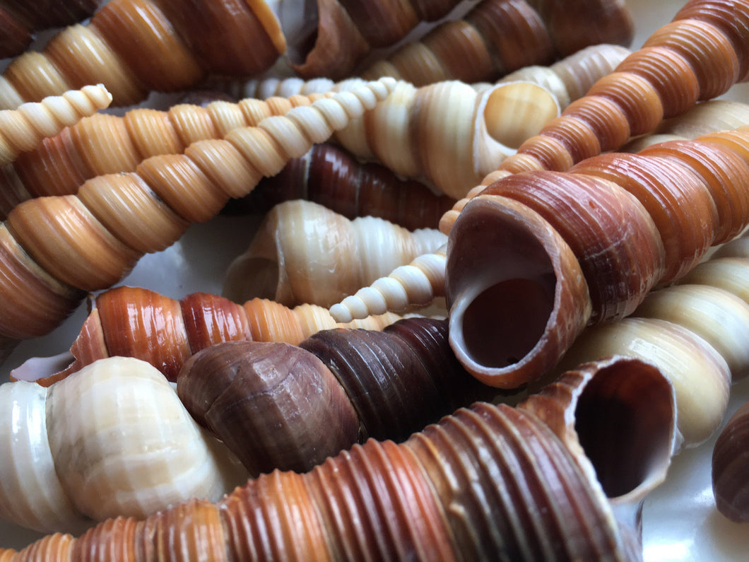 Brown Turritella Shells, Sea Shell Crafts, Beach Cottage Decor - Beach Wedding Decor - Beach - Sea Sells Bulk - Sea Shells - FREE SHIPPING!