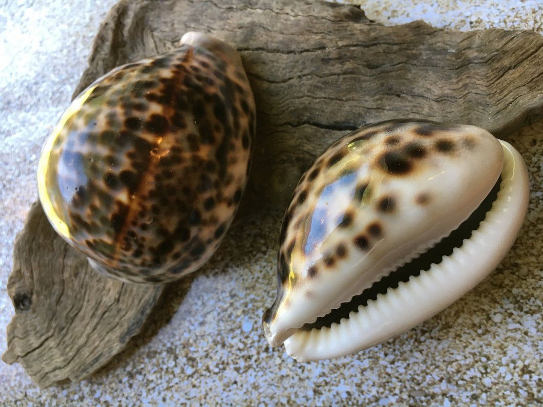 XL Tiger Cowrie Seashells  (Cypraea Tigris) Wedding Decor-Seashells-Seashells for Crafting-Nautical Decor-Beach Decor- FREE SHIPPING!