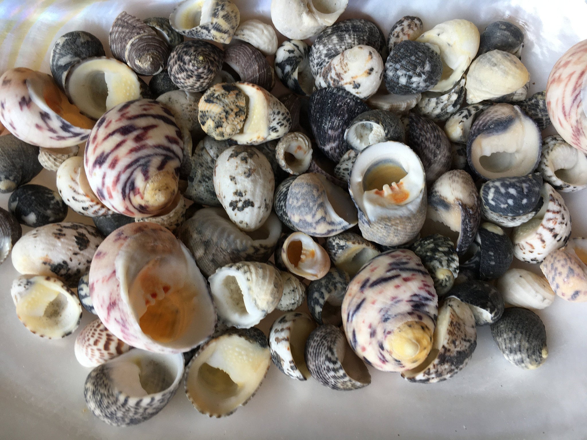 Mixed Nerita Snail Small Shells Seashells Black Brown White ZigZag Str