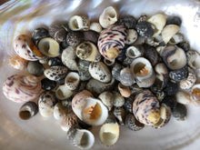 Load image into Gallery viewer, Nerite Snail Sea Shell Mix - Assorted Nerties - Sea Shells - Craft Supplies - Shell Bulk - Crafting - Decor - FREE SHIPPING!!
