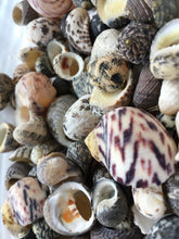 Load image into Gallery viewer, Nerite Snail Sea Shell Mix - Assorted Nerties - Sea Shells - Craft Supplies - Shell Bulk - Crafting - Decor - FREE SHIPPING!!
