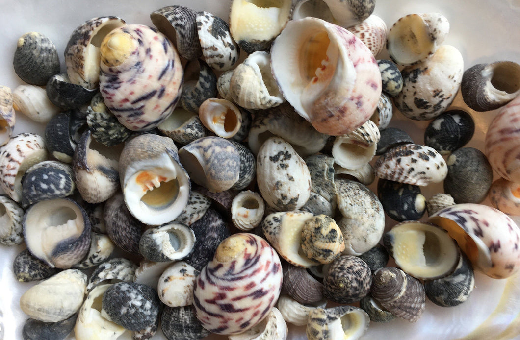 Nerite Snail Sea Shell Mix - Assorted Nerties - Sea Shells - Craft Supplies - Shell Bulk - Crafting - Decor - FREE SHIPPING!!
