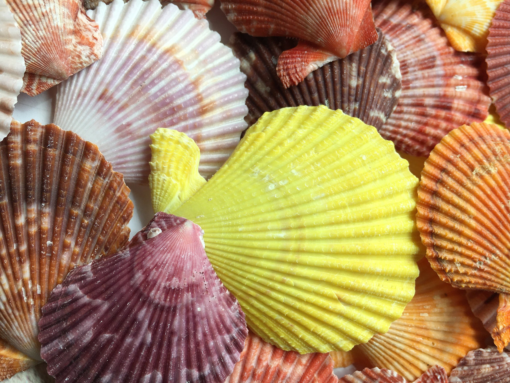 Colored Pectin Shells 1