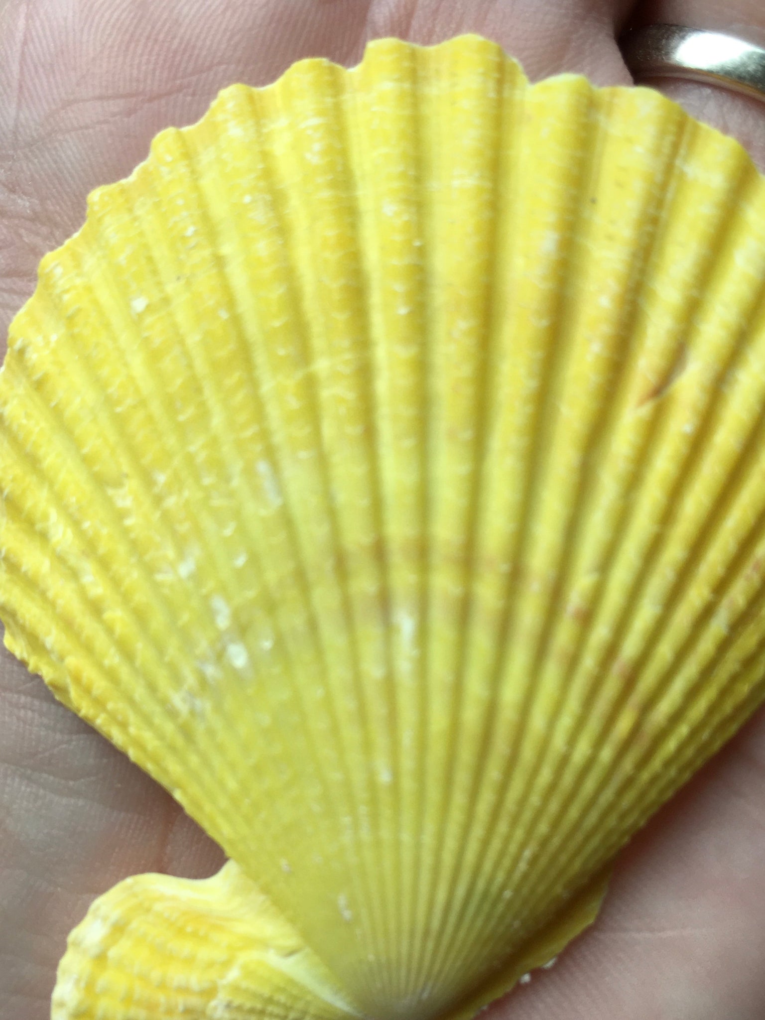 Colored Pectin Shells 1