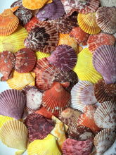 Load image into Gallery viewer, Colored Pectin Shells 1&quot;-2&quot; - Colorful Pectins  - Natural Seashell - Colorful Scallop - Pectin Seashell - Scallop - Crafts - FREE SHIPPING!
