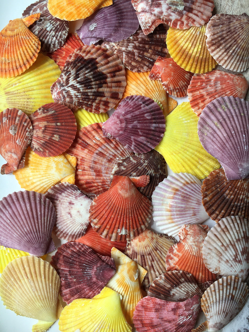 Colored Pectin Shells 1