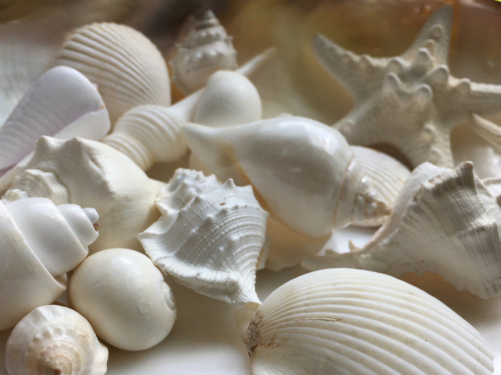 White Seashell Medium Wedding Mix (12-15 shells approx. .75-2 inches)