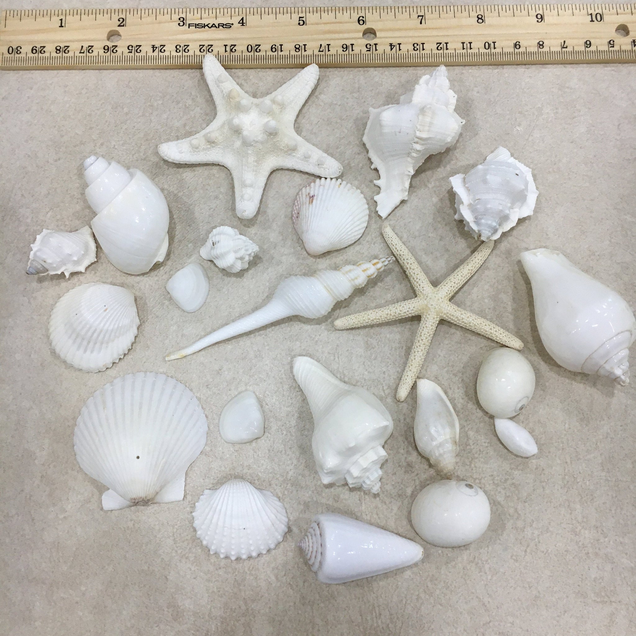 White Sea Shell Mix Beach 18 Pieces Wedding Decor Sea Shells Bulk Bag of  Shells Beach Craft Supplies Assorted Seashell Mix-white Seashells A -   Norway