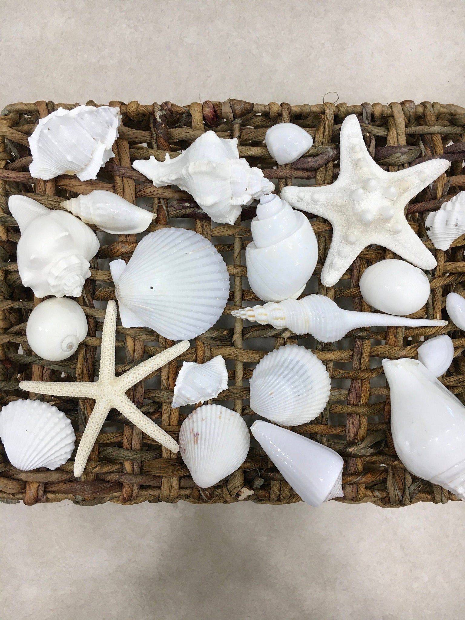 Small Seashell Mix, Tiny Sea Shell Lot, Beach Wedding Decor, Sea