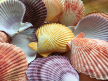 Load image into Gallery viewer, XL Colored Pectin Shells 2&quot;-3.5&quot; - Colorful Pectins  - Natural Seashell - Colorful Scallop - Pectin Seashell - Scallop - FREE SHIPPING!
