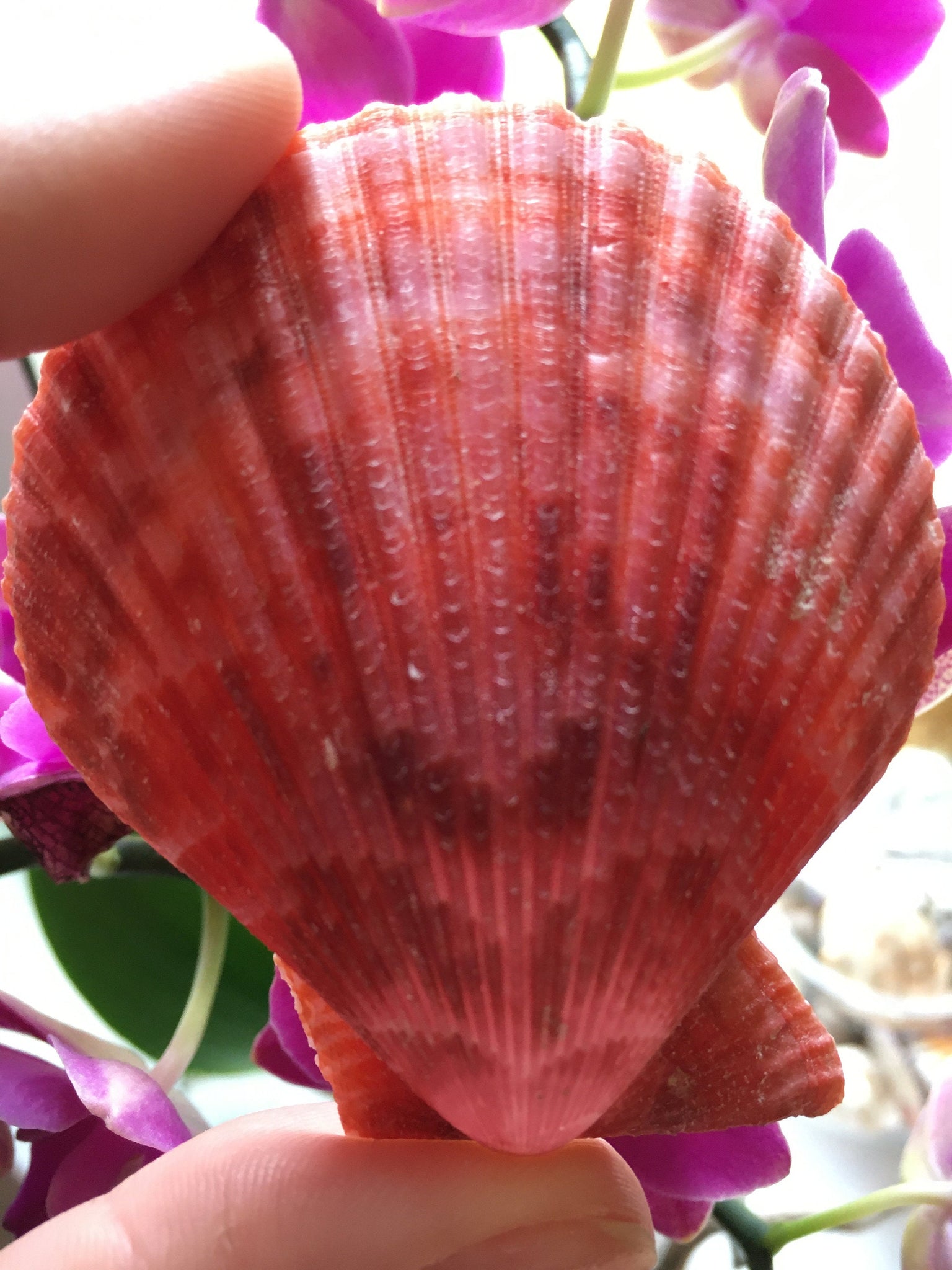 XL Colored Pectin Shells 2