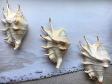 Load image into Gallery viewer, Lambis Lambis Spider Conch 4&quot;-5&quot; - Beach Wedding Decor - Seashells - Spiny Seashell - Spiked Conch - Crafts - Nautical - FREE SHIPPING!
