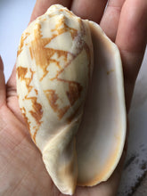 Load image into Gallery viewer, Bat Volutes Shells 2&quot;-3.5&quot; - Cymbiola Vespertilio - Collectors Shell - Great for Jewelry - Crafting - Wedding Decor - FREE SHIPPING!!
