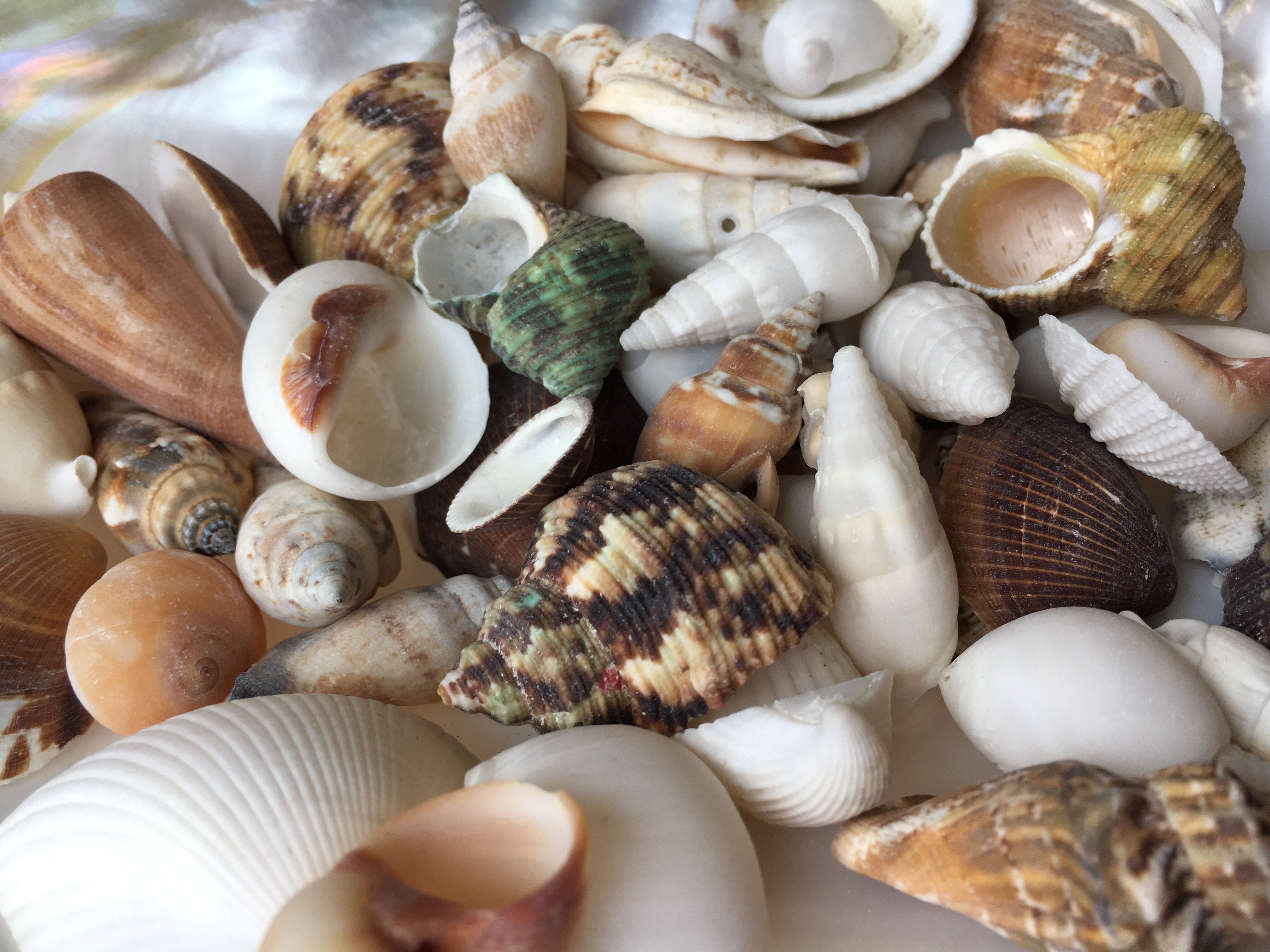 Layagan Shell Philippines Mix-Beach Wedding Decor-Sea Shells Bulk-Assorted Seashell ...