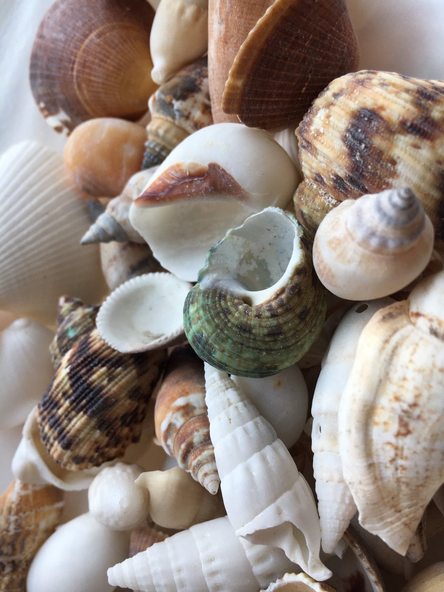 Philippines Mix-Beach Wedding Decor-Sea Shells Bulk-Assorted Seashell –  Florida Shells And More