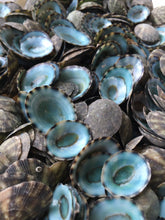 Load image into Gallery viewer, Green Limpet Seashells 0.50-1.25&quot;- Green Limpet Bulk-Craft Seashells-Beach Decor Seashells-Small Seashells-Crafting Supplies-FREE SHIPPING!
