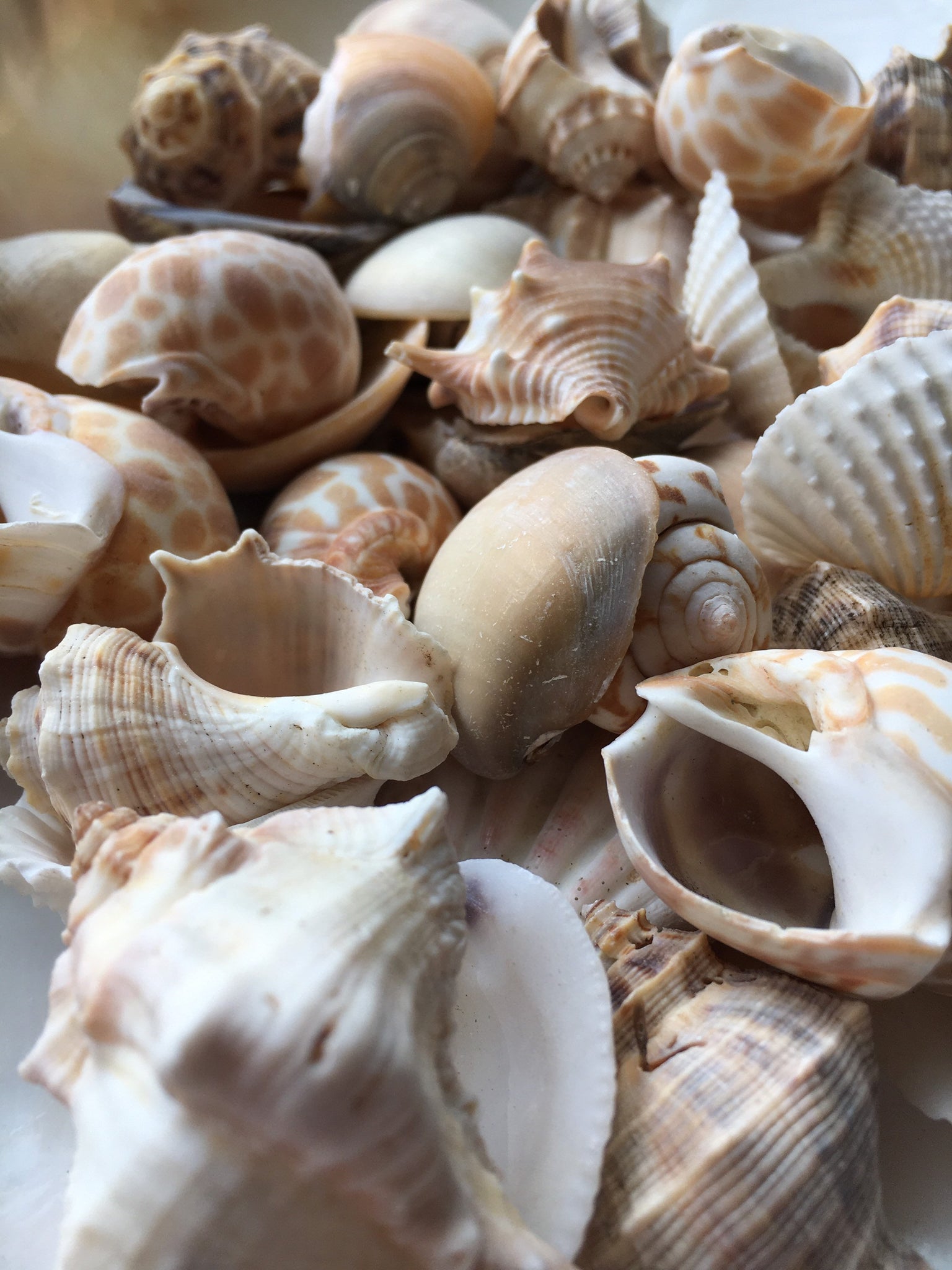 Assortment of sea shells. Gorgeous beach shells. Decor for home, boats, shells  sea deor. Natural beauty from the sea. Florida seashells.
