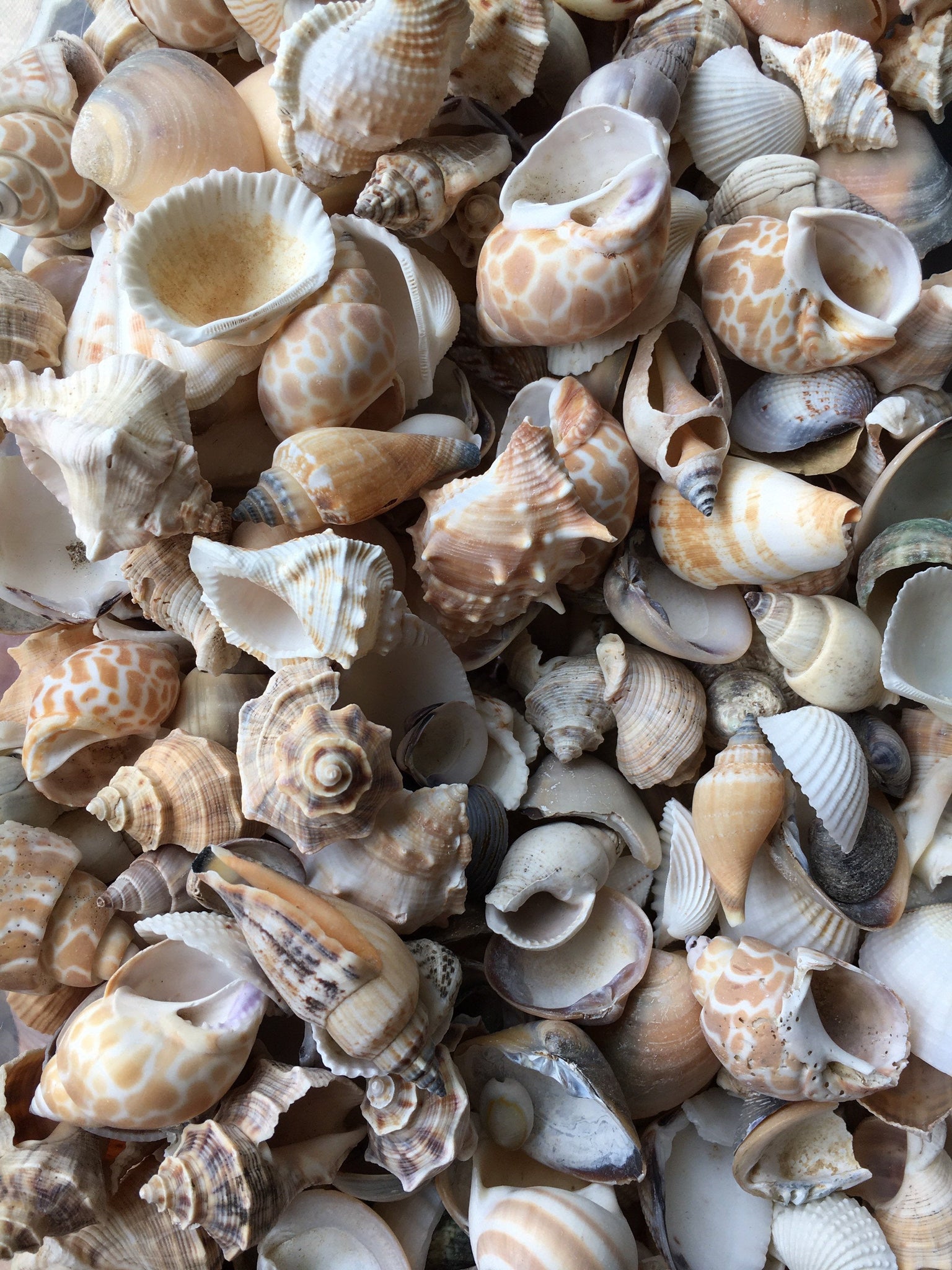 Baby Flat Scallop Shell-Bulk - Seashell Supplies - Scallop Shells