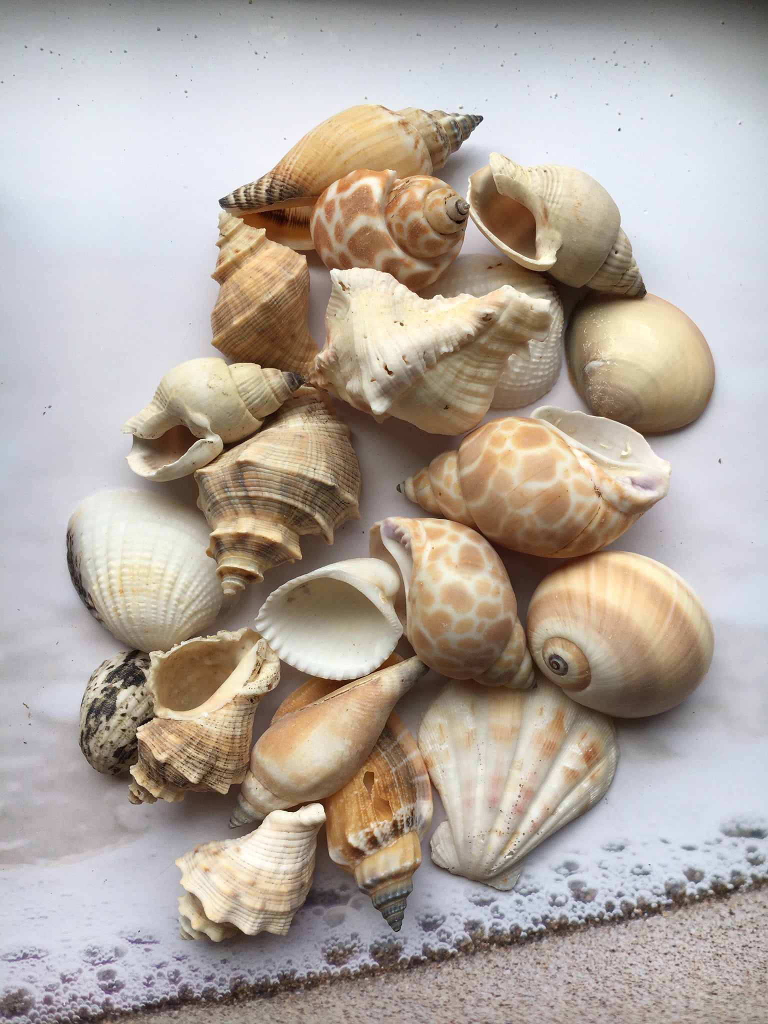 DIY Seashell Flower Bouquet Supplies Mixed Variety Assorted Sliced  Seashells Sold by the Pound CS-17 Fast Free Shipping 