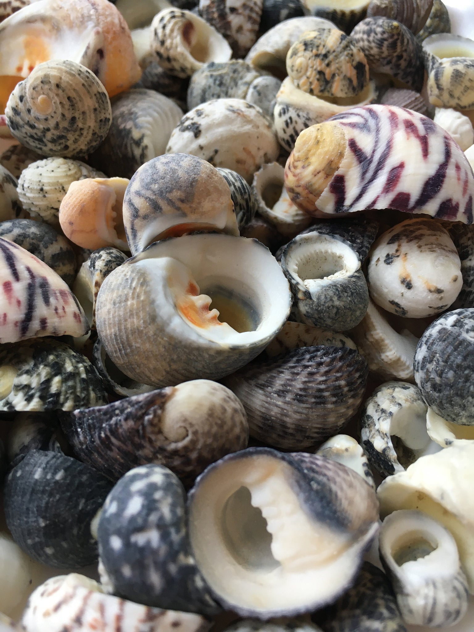 Assorted Sea Shells 800g, Craft Materials