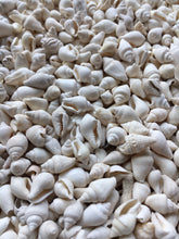 Load image into Gallery viewer, Nassa Shells 1/4cm - 1cm - White Nassa shells - Small Shell Mix - Tiny Seashells - Crafting Shells - Seashells - Crafts - FREE SHIPPING!
