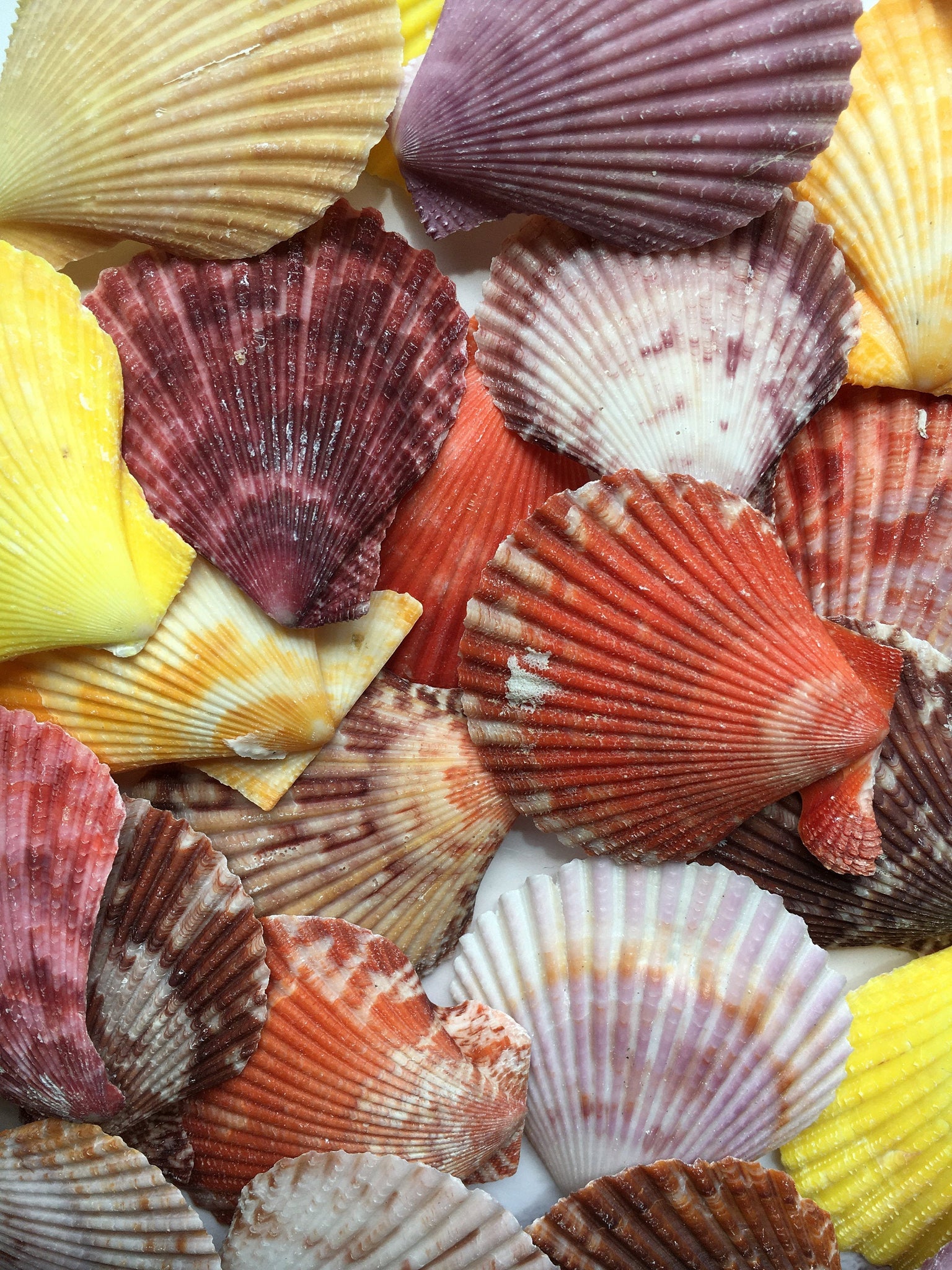 Pallium Pectin Pairs - Seashell - Natural Seashell - Paired Seashells -  Beach - Colorful Scallop Pectin Seashell Pairs - FREE SHIPPING!