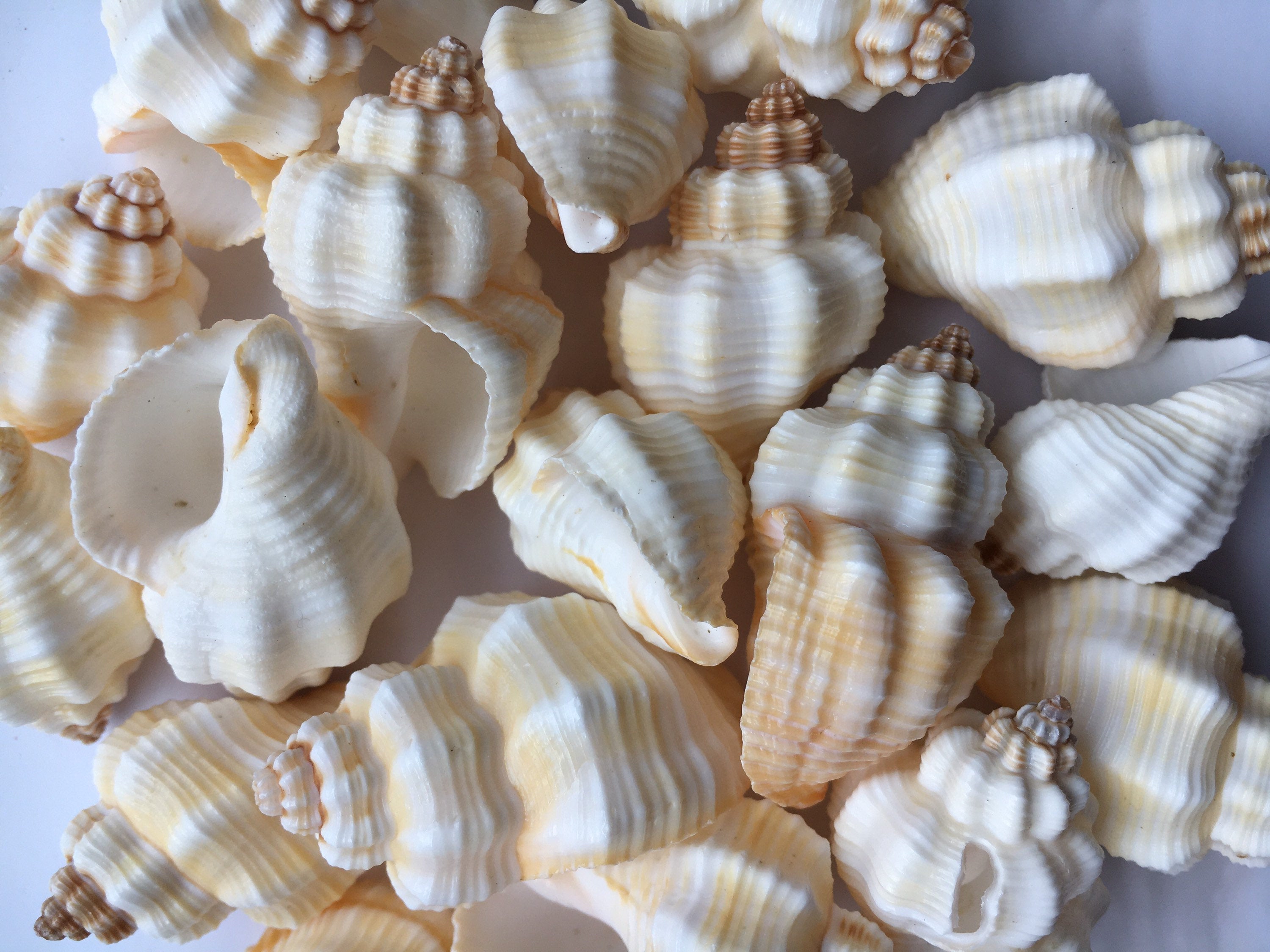 Nutmeg Shell (Cancellaria Snail Shells) Craft Seashells-Beach Decor Se ...