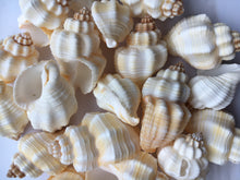 Load image into Gallery viewer, Nutmeg Shell (Cancellaria Snail Shells) Craft Seashells-Beach Decor Seashells-Small Seashells-Crafting Supplies-Wedding Decor-FREE SHIPPING!
