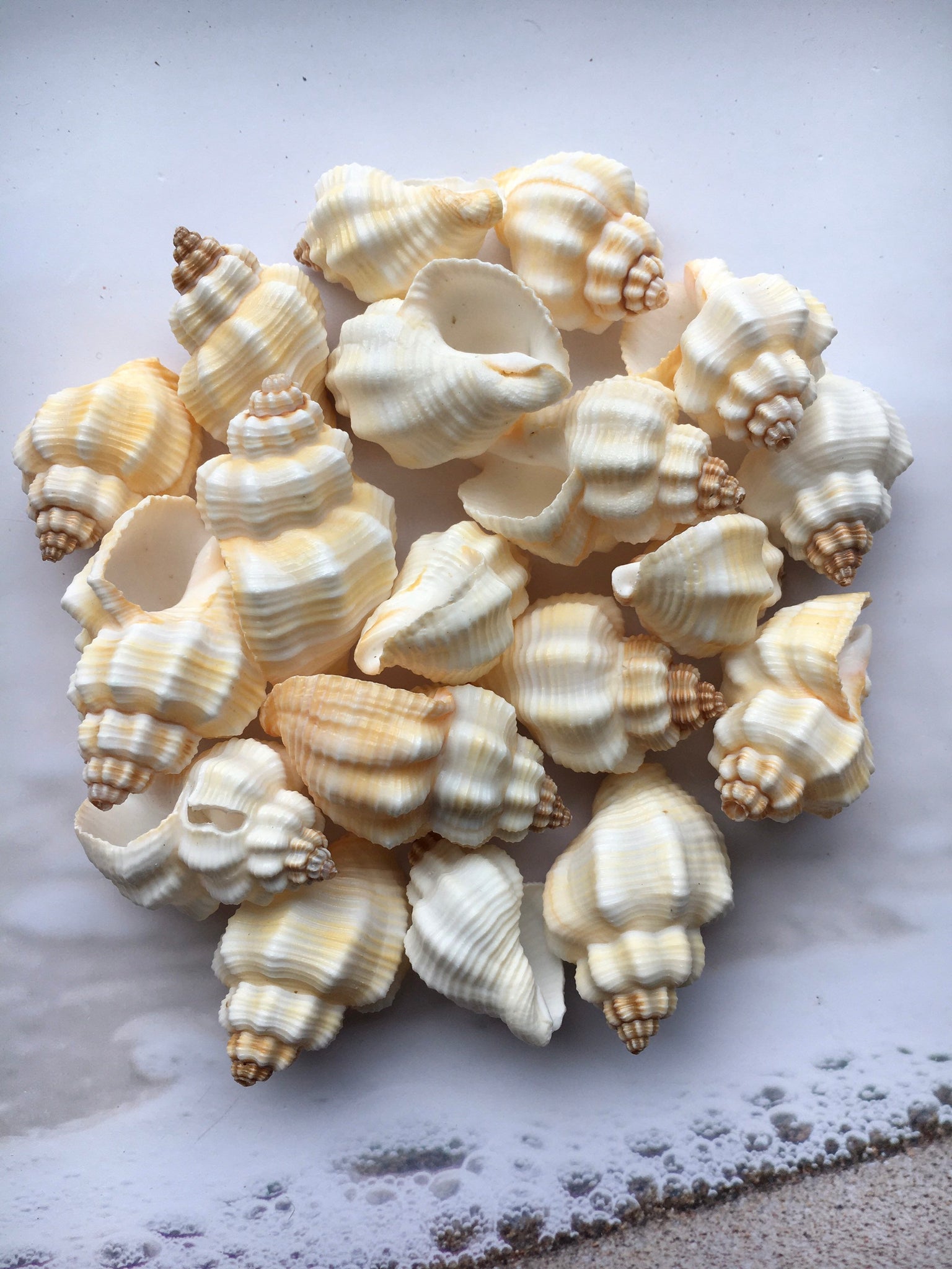 Nutmeg Shell (Cancellaria Snail Shells) Craft Seashells-Beach Decor Se ...