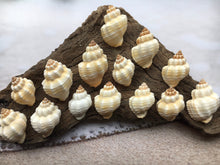 Load image into Gallery viewer, Nutmeg Shell (Cancellaria Snail Shells) Craft Seashells-Beach Decor Seashells-Small Seashells-Crafting Supplies-Wedding Decor-FREE SHIPPING!
