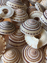 Load image into Gallery viewer, Sundial Seashells 3/4&quot;-1.5&quot; Sundial Seashell Craft Seashells-Beach Craft Supplies-Seashells Bulk-Seashells Supplies-Crafting-FREE SHIPPING!
