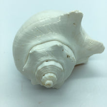 Load image into Gallery viewer, Hemifusus Pugilina White Shells-Decor-White Shells-Crafting Shells-Wedding Shells-Sea Shells Bulk-Nautical Decor-White Shells
