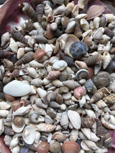 Load image into Gallery viewer, Shell Mix-1/4&quot;-1&quot; Tiny/Small Shell Mix-Craft Seashells-Small Seashells-Beach Wedding Decor-Seashells Supplies-Tiny Seashells-FREE SHIPPING!
