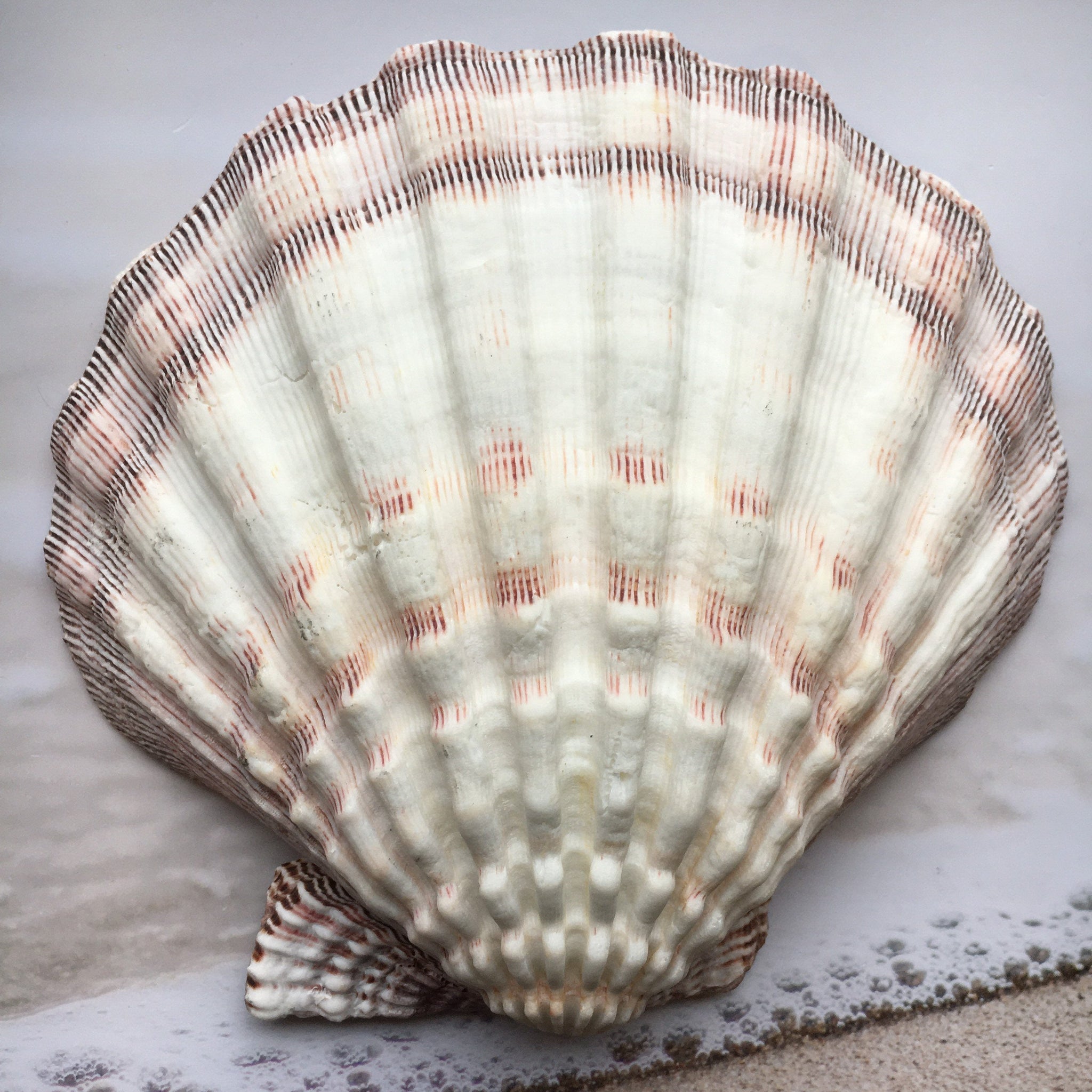 Aphrodite Symbol Seashell