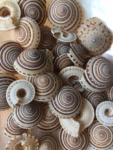 Load image into Gallery viewer, Sundial Seashells 3/4&quot;-1.5&quot; Sundial Seashell Craft Seashells-Beach Craft Supplies-Seashells Bulk-Seashells Supplies-Crafting-FREE SHIPPING!

