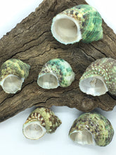 Load image into Gallery viewer, Turbo Stenogyrus Shells-Green Turbo Shells-Shells for Crafting-Decor-Shells-Sea Shells-Turbo Shells-Wedding-Small Shells-FREE SHIPPING!
