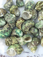 Load image into Gallery viewer, Turbo Stenogyrus Shells-Green Turbo Shells-Shells for Crafting-Decor-Shells-Sea Shells-Turbo Shells-Wedding-Small Shells-FREE SHIPPING!
