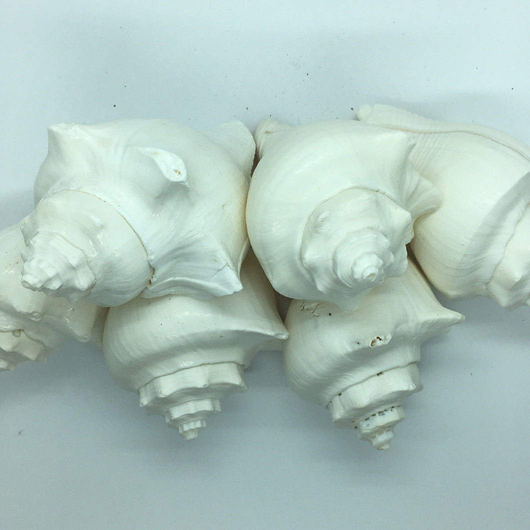 Hemifusus Pugilina White Shells-Decor-White Shells-Crafting Shells-Wedding Shells-Sea Shells Bulk-Nautical Decor-White Shells