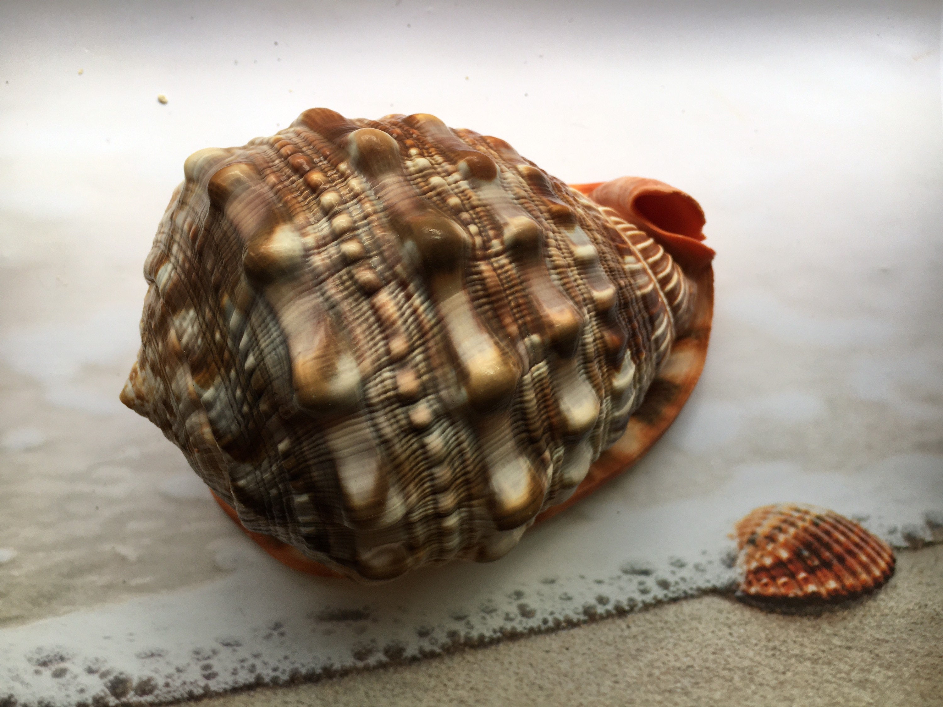 Gorgeous Cameo Shell (5