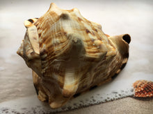Load image into Gallery viewer, Gorgeous King Helmet Shell (5&quot;-5.75”) Beach House Decor, Coastal Cottage, Nautical Decor, Collector Shell, FREE SHIPPING!
