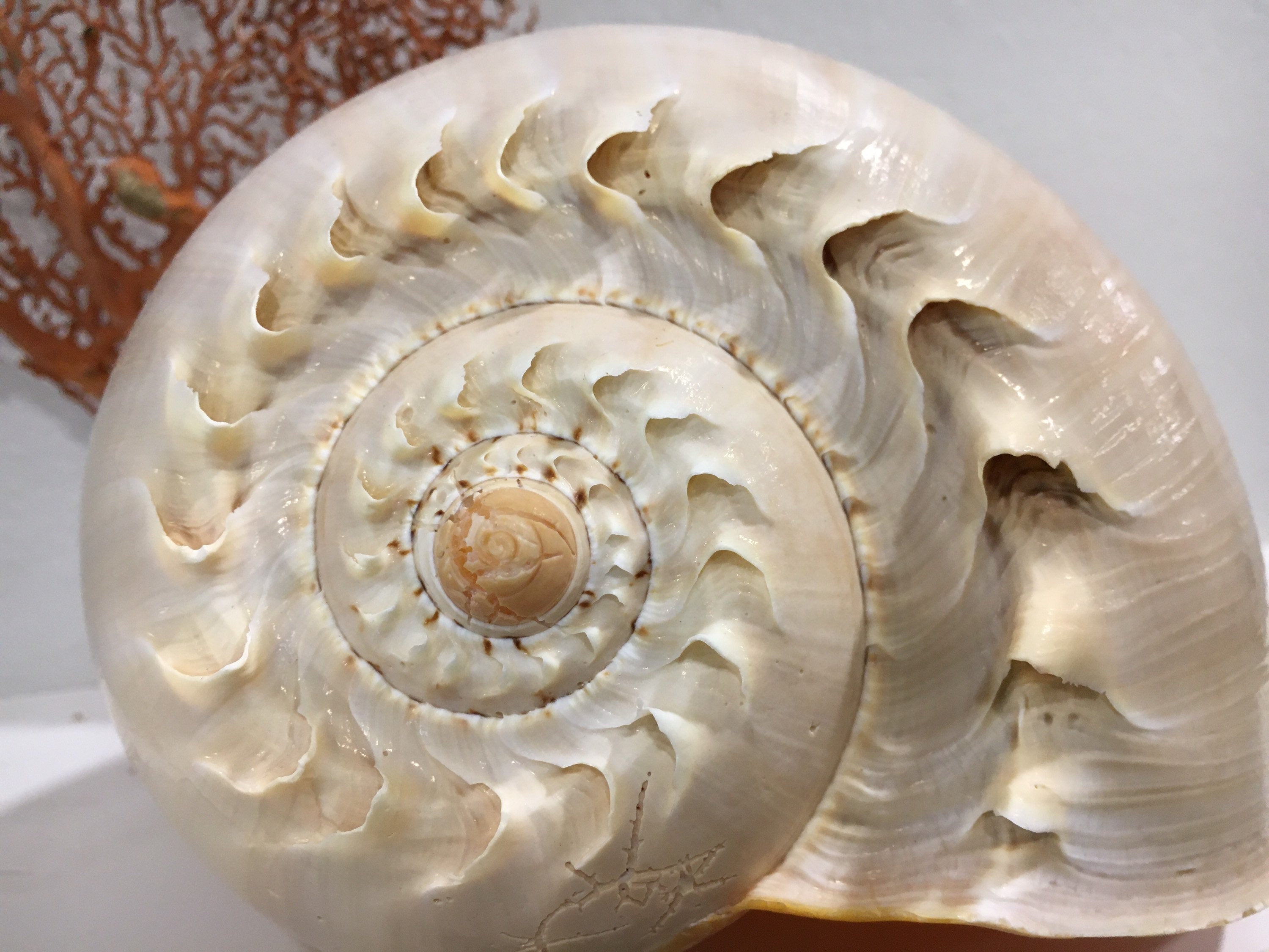 Huge Melon Shell 6