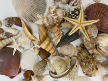 Load image into Gallery viewer, Mystery Box, Various Sea Shells Aligned Personalized box, Mix of Natural pieces 1/2 lb Sea Items-Sea Shells Sea Glass, Starfish, Sandollar

