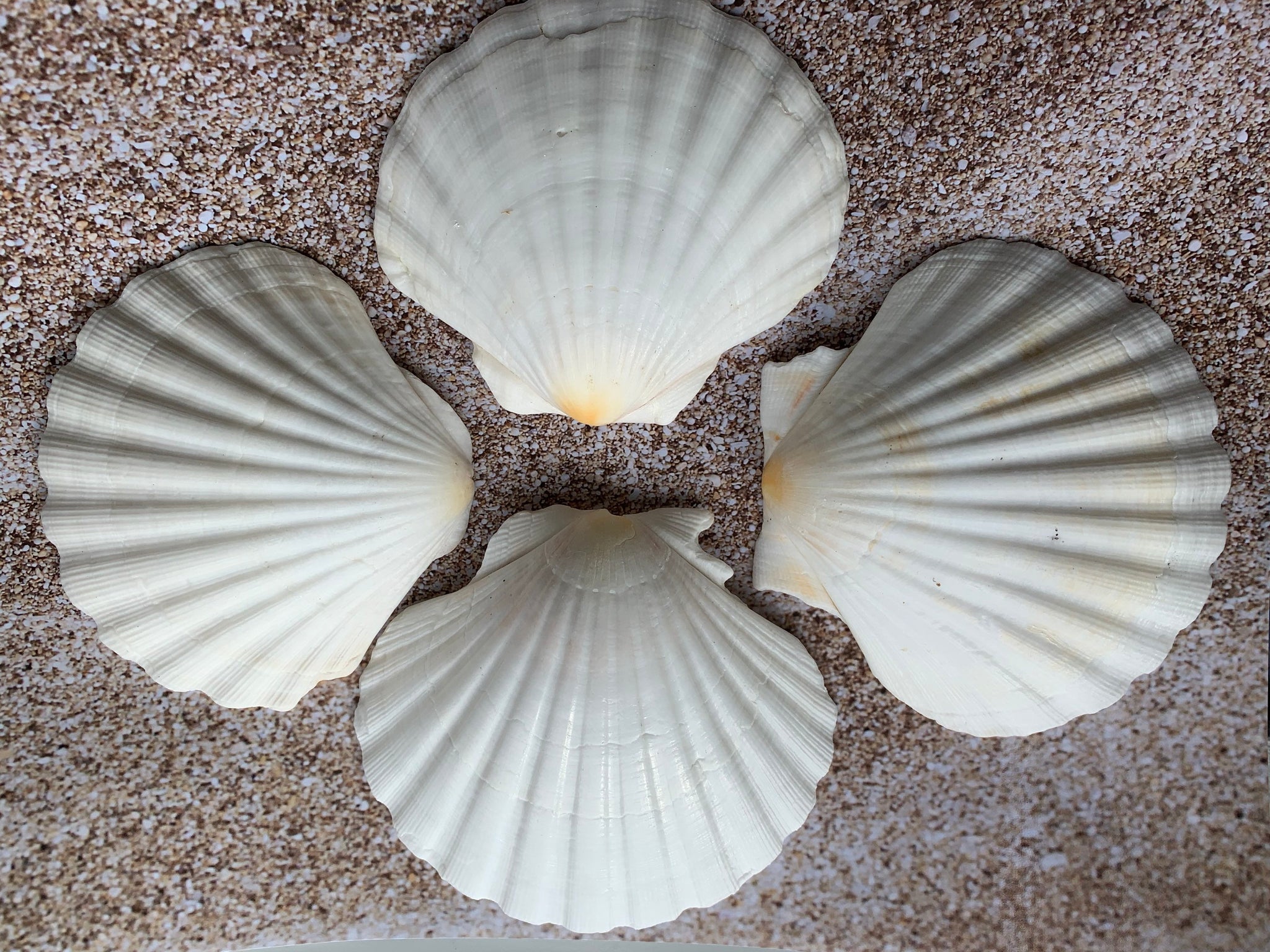 3 to 4 inches Irish Flats Great Scallop Shells - 25 @ .80 each; 100 @ .64  each