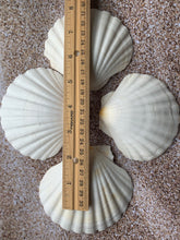 Load image into Gallery viewer, Irish Deep Baking Scallop Shell 4&quot;-4.5&quot; - Seashell Supplies - Scallop Shells Crafts - Irish Baking Shells - Wedding Decor - FREE SHIPPING!
