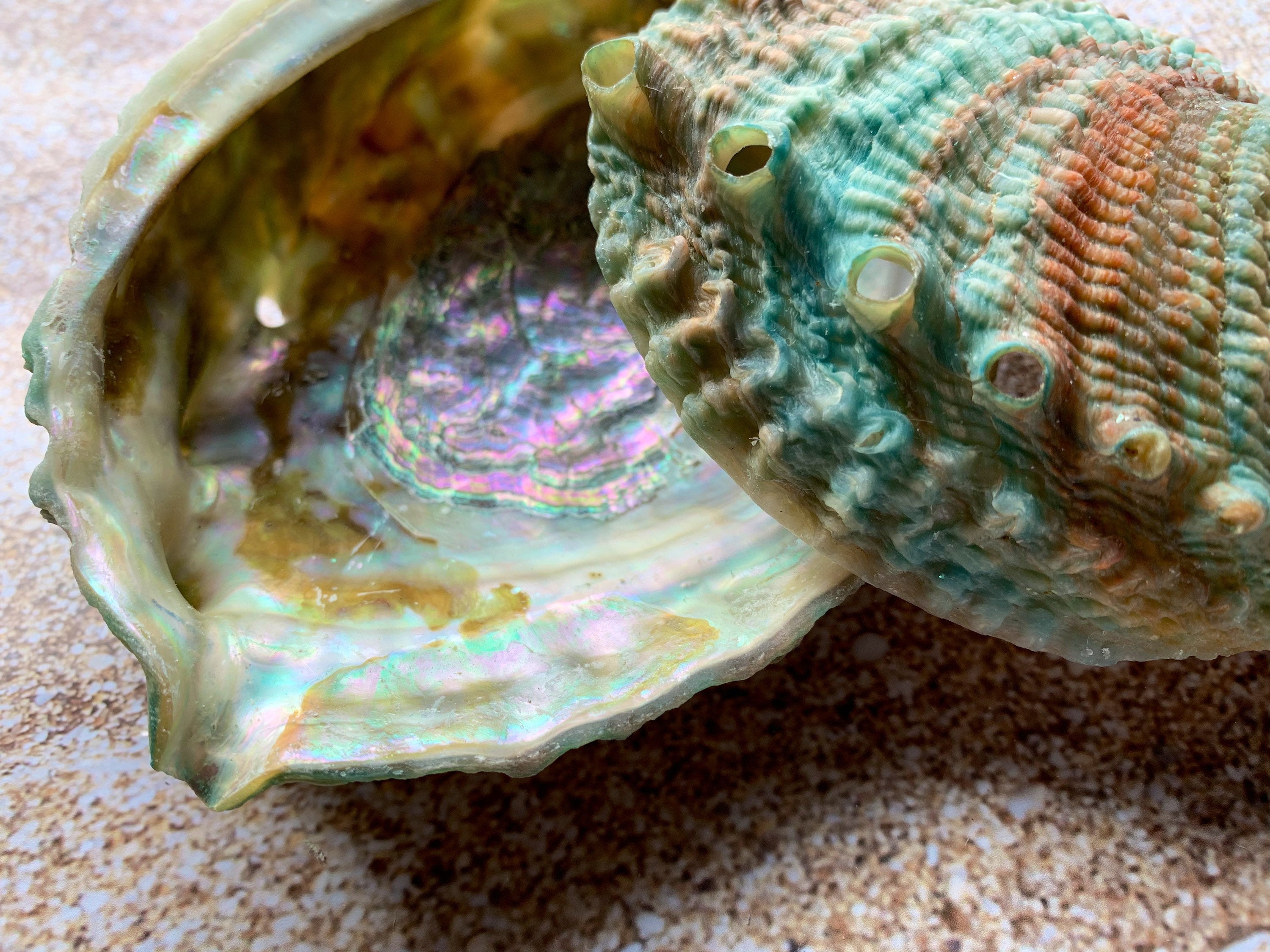 Rainbow Shell Raganarog Pink Abalone Rainbow Shells-Haliotis Corrugata 3”- 4.75