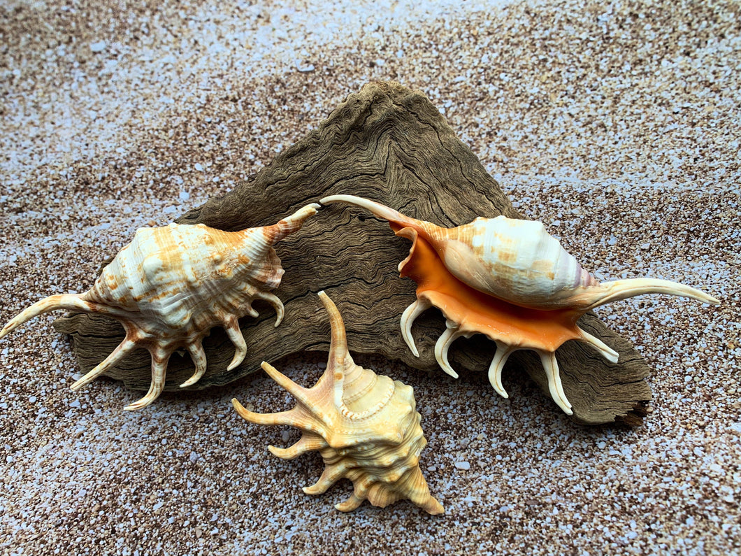 Orange Lambis Lambis Spider Conch 2”-4” - Beach Wedding Decor - Seashells - Spiked Conch - Crafts - Nautical - FREE SHIPPING!