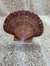 Load image into Gallery viewer, Plastic Easel - Stands for Sea Shells - Stand for Sand Dollars, Starfish, Abalone, Scallops, Mineral Slices - FREE SHIPPING!
